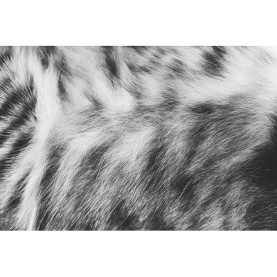 Filiaste de fourrure de chat rayée, filia, gros plan, photo noir et blanc sur toile