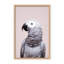 Nature Inspired African Gray by  - Picture Frame Photograph on Paper-81388147-131284593-131292025