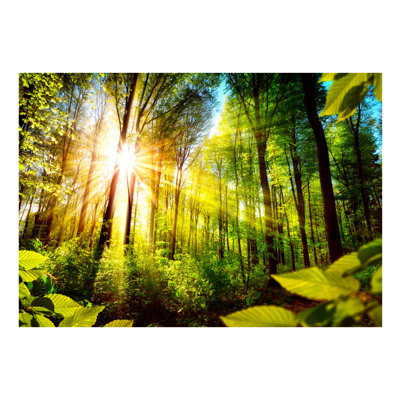 Fototapete Forest Hideout