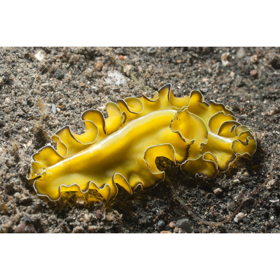 Polyclad Plattwurm Pseudobiceros Flowersi On Black Sand von Ifish - No Frame Kunstdrucke auf Leinwand