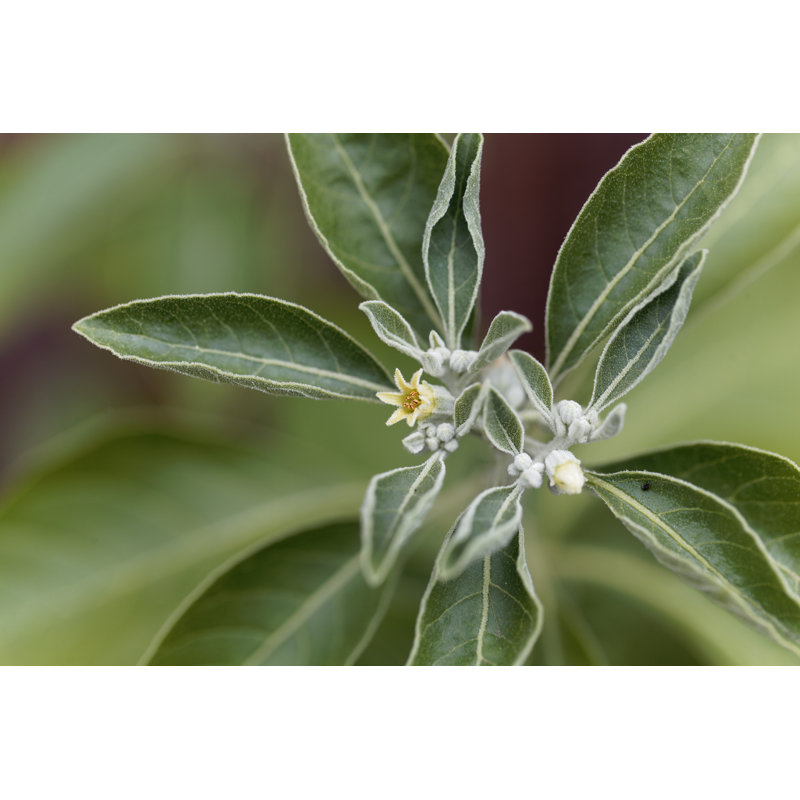 Fleur d'une plante Ashwagandha, Withania Somnifera sur toile par Weisschr, photographie, H 8 po x l 12 po x P 1,25 po