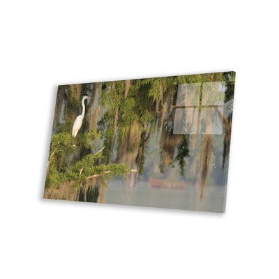 Aseante " USA, Louisiana, Lake Martin. Foggy swamp sunrise with great egret in tree. "