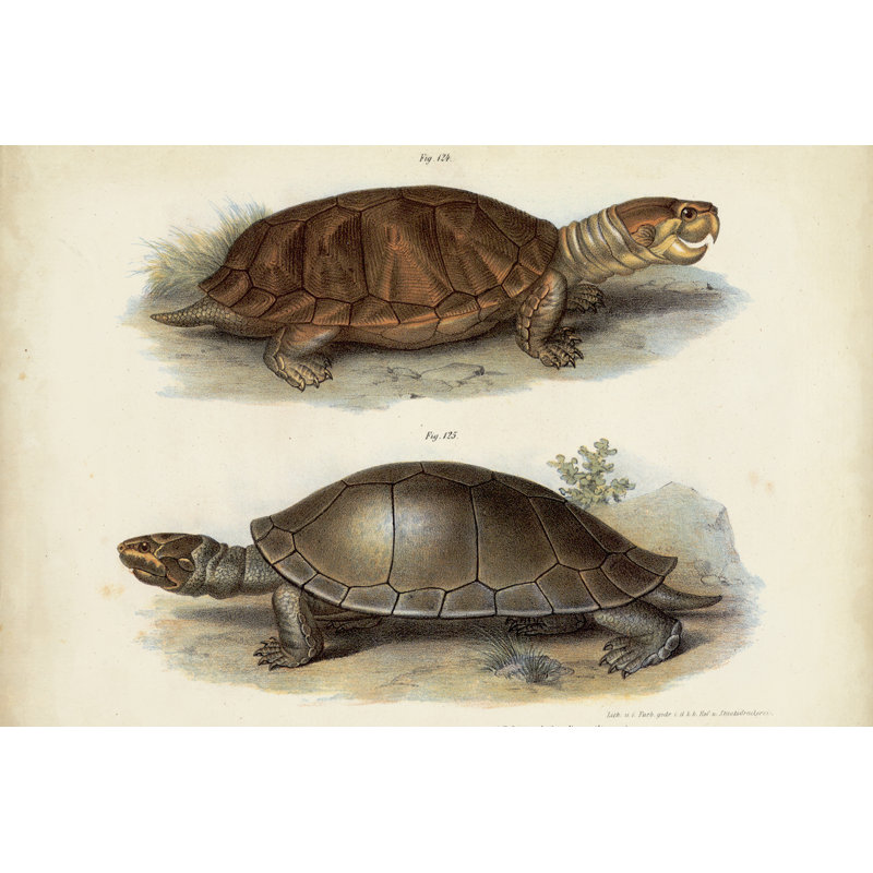 Paire de tortues antiques II, H 20 po x l 30 po x P 1 po