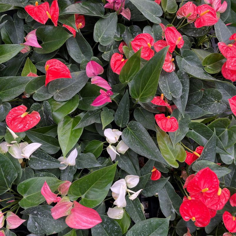 Live Anthurium Plant in Gold Pot