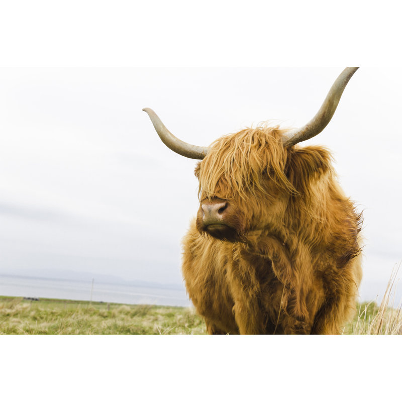 Highland Cattle - Wrapped Canvas Print, 20cm H x 30cm W x 3.8cm D