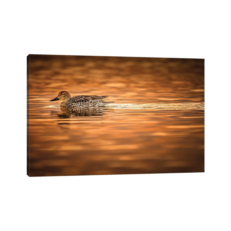 Duck On Golden Pond by Jonathan Ross Photography - Wrapped Canvas Print, 20.32 cm H x 30.48 cm W