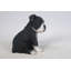 Statut chiot boston terrier assis