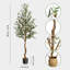 Plant-1153444754