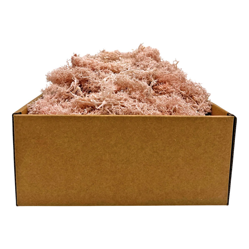 Mousse rose conservée décorative pour bricolage, terrariums, décoration intérieure, H 2 po x l 9,5 po x P 9,5 po