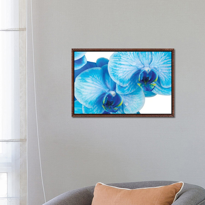Blue Orchid IV by Glauco Meneghelli - Print on Canvas, Black Floater Frame, 66.04 cm H x 45.72 cm W