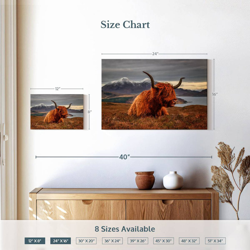 Brampt Highland Cow sentant le vent, H 16 po x l 24 po