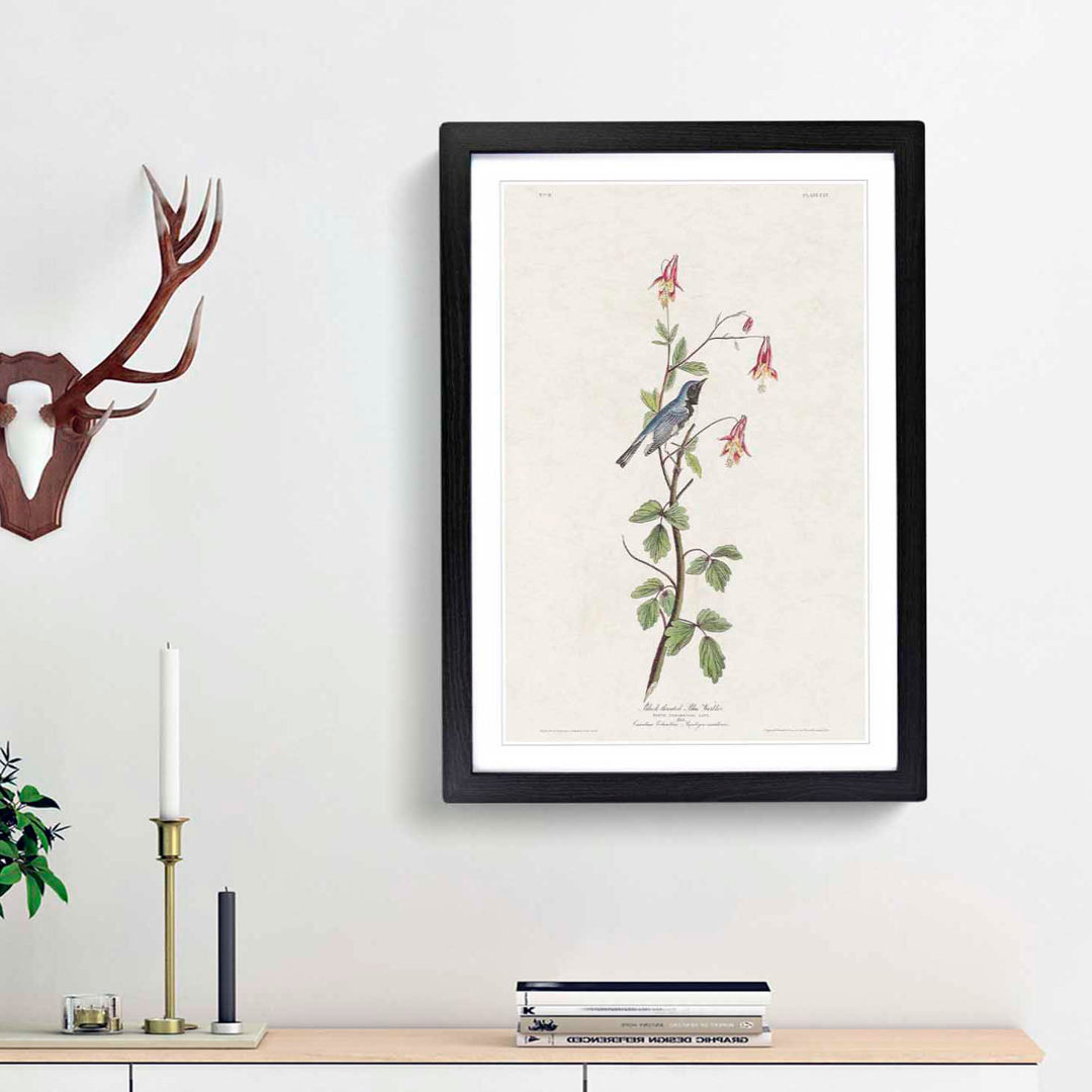 Black-Throated Blue Warbler Bird by John James Audubon - Picture Frame Graphic Art Print