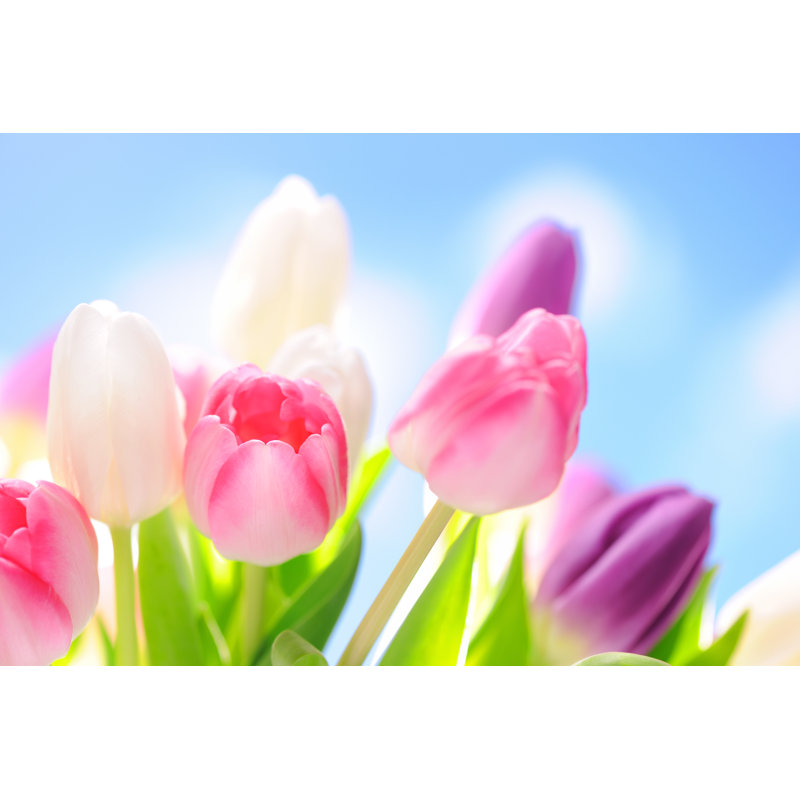 Colourful Tulips by Moncherie - Wrapped Canvas Print, 61cm H x 91cm W