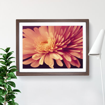 Gorgeous Chrysanthemum Flower - Single Picture Frame Print