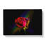 Rainbow Upon A Red Rose In Abstract - Wrapped Canvas-55338287