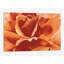 «Full in Bloom II» par Yvonne Poelstra-Holzhaus, impression sur toile tendue-29483218-73649088-73649082
