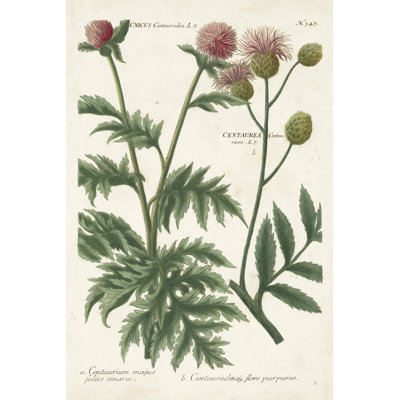 Botanical Varieties III by Weinmann - Wrapped Canvas Painting