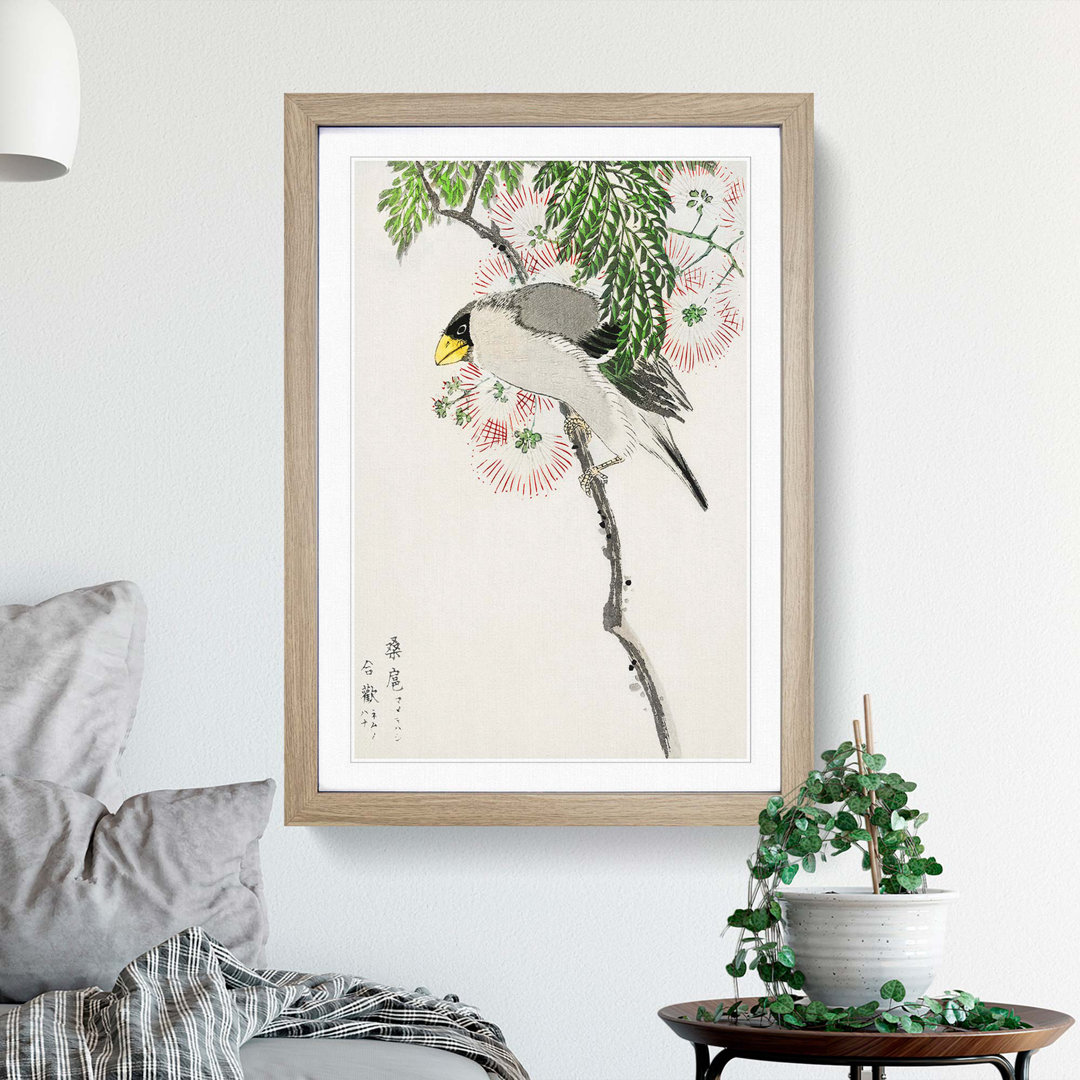 Masked Hawfinch & Silk Tree by Numata Kashu - Framed Print