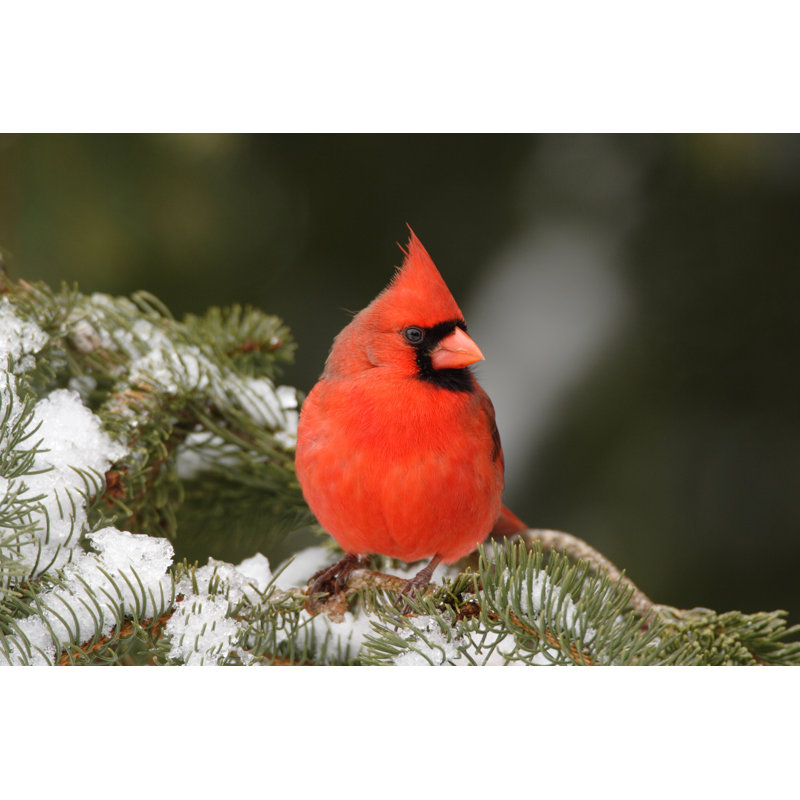Cardinal 7 - Photographie sur toile tendue, H 8 po x l 12 po x P 1,25 po