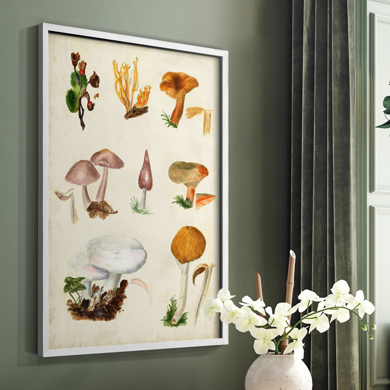 «Mushroom Species VI», reproduction encadrée - bois massif, Blanc, H 14 po x l 11 po