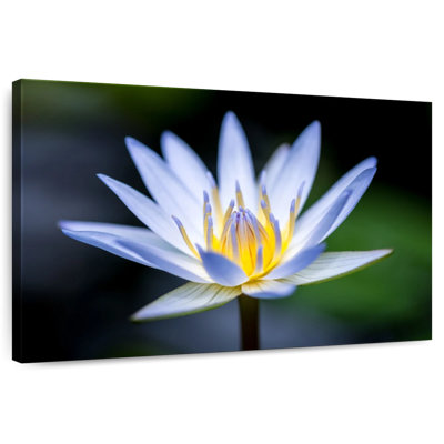 Fleur de lotus Harnek Violet