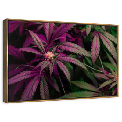 Lavande, marijuana