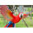Scarlet Parrot Flying Statue