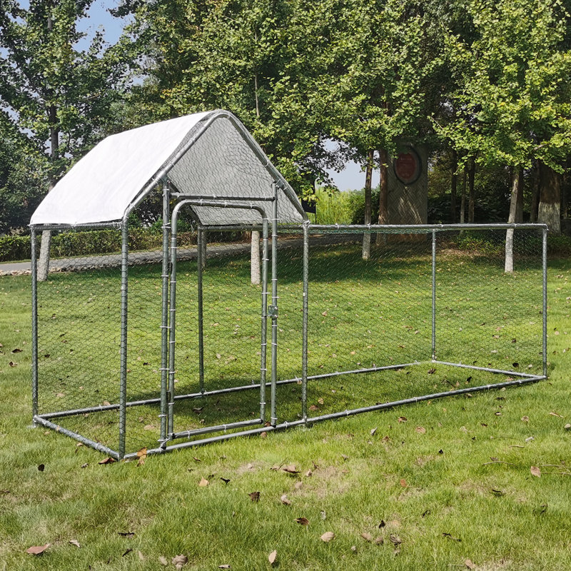 Chicken Run Coops With Climbing Pole