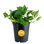 Devil's Ivy Pothos in Nursery Pot