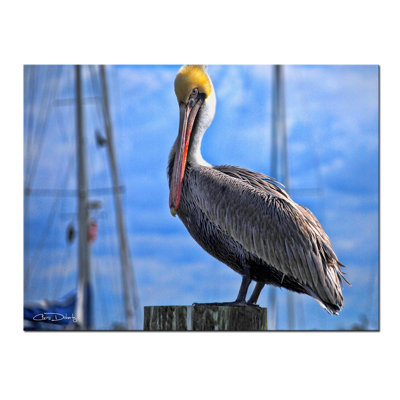 " Pelican " by Christopher Doherty