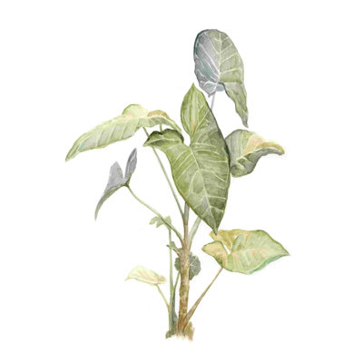 Feuilles d'aquarelle tropicales IV