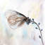 Papillon sur fleurs bleues - reproduction encadrée avec passe-partout | Décoration intérieure-357682651