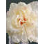 Tige de pivoine House of Hampton®-428404166-423769625