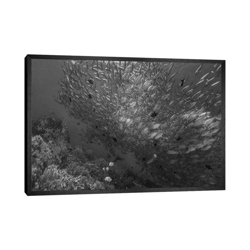 Cavalla school and Butterflyfish, Balicasag Island, Philippines 1 Piece Wall Art on Canvas, 66.04 cm H x 45.72 cm W