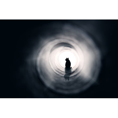 Cat In A Tunnel - Wrapped Canvas Print