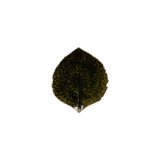 Riviera Hydrangea Leaf