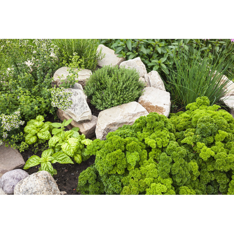 Herbes fraîches dans le jardin par Michael1959, H 32 po x l 48 po