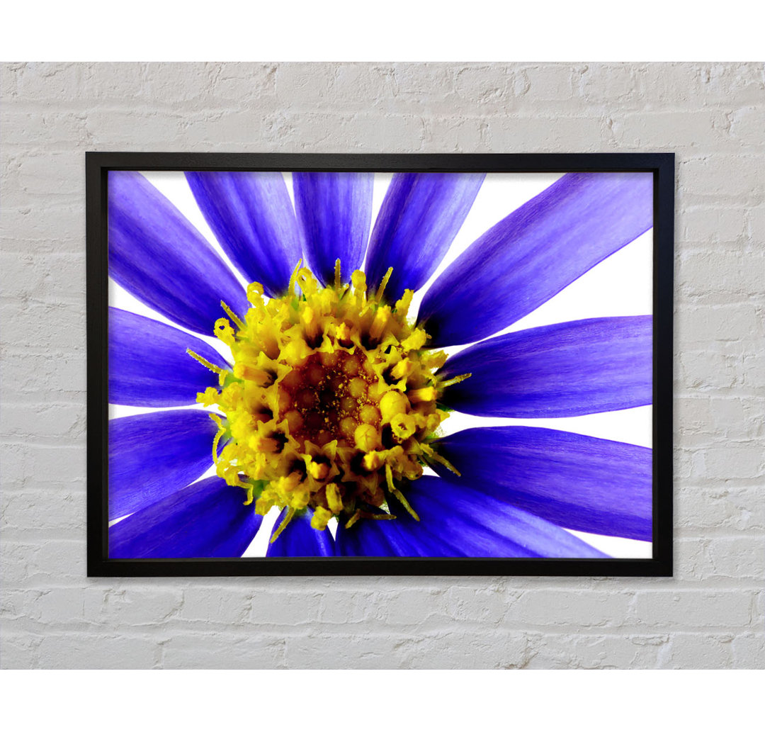 Purple Petal Beauty - Einzelner Bilderrahmen Kunstdrucke auf Leinwand