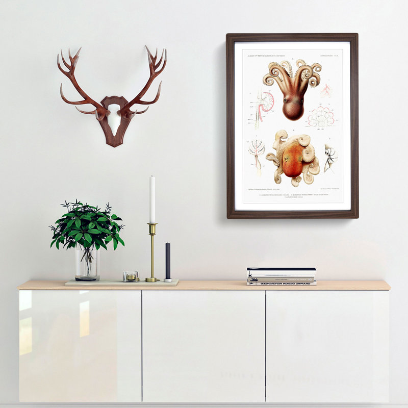 Octopus Illustrations by Albert I - Framed Print, 36cm H x 27cm W x 2cm D, Walnut Framed