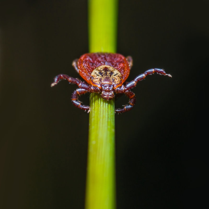Zareya Tick par Nechaev-Kon, H 20 po x l 20 po