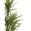 Dracaena artificiel dans un pot de fleurs-2040429587