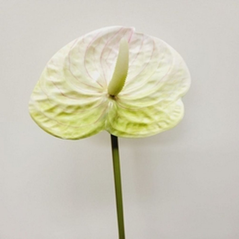 Branche artificielle 23 po, Blanc / Vert