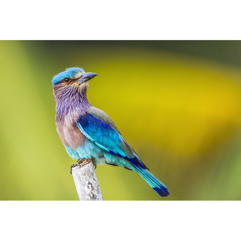 Indian Roller In Kalpitiya by Utopia_88 - Wrapped Canvas Print, 30cm H x 46cm W
