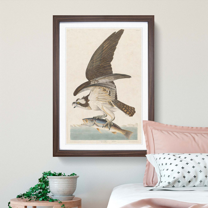 Osprey by John Audubon - Framed Print, Walnut Framed, 36cm H x 27cm W x 2cm D