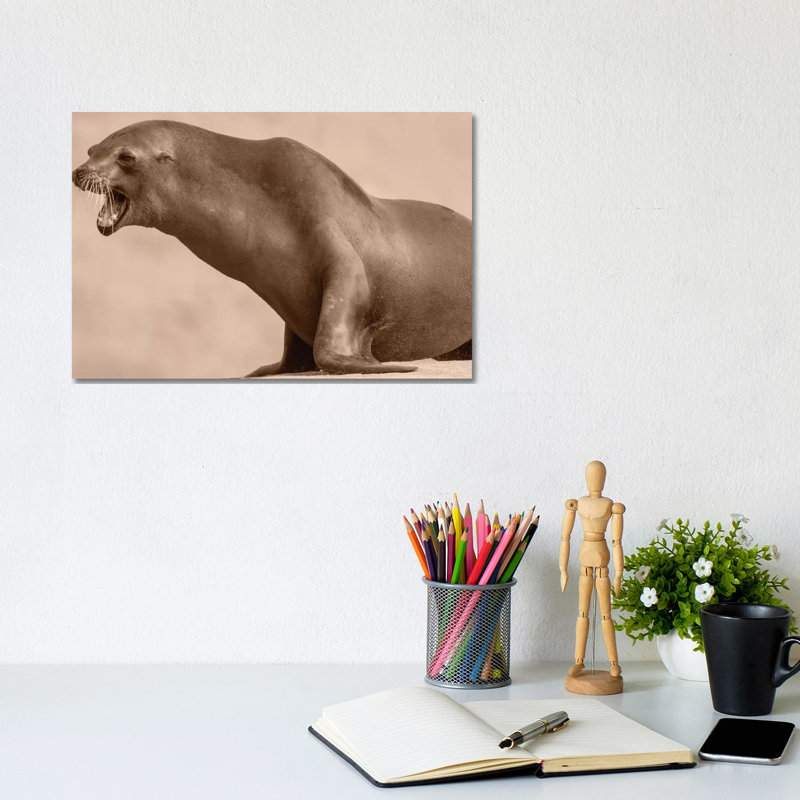 California Sea Lion calling, La Jolla, California 1 Piece Wall Art on Canvas, 20.32 cm H x 30.48 cm W, Canvas