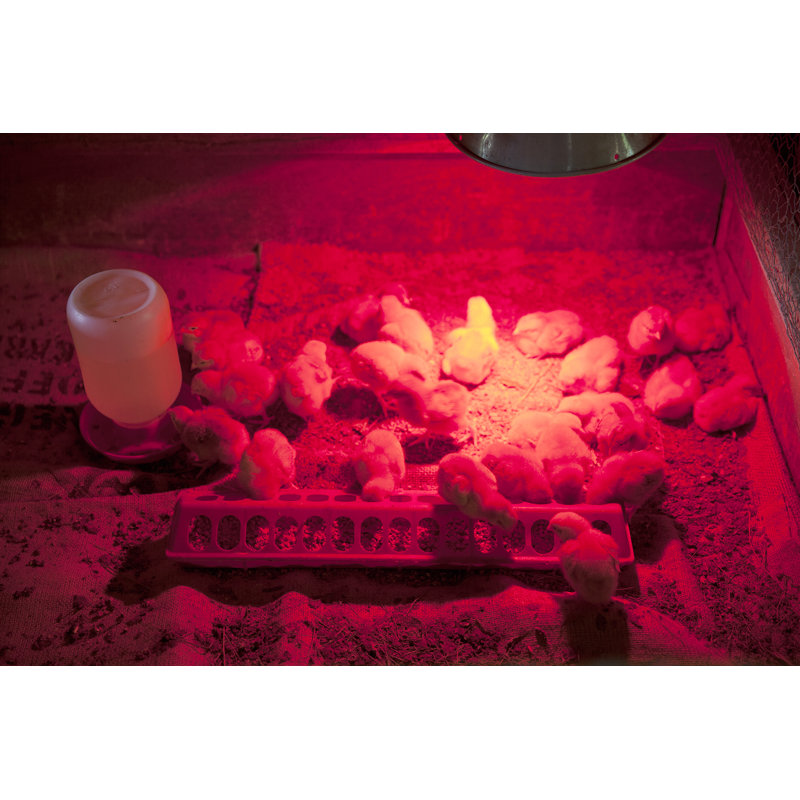 Baby Chicks Just Hatched in An Incubator by Stieglitz, 32" H x 48" W