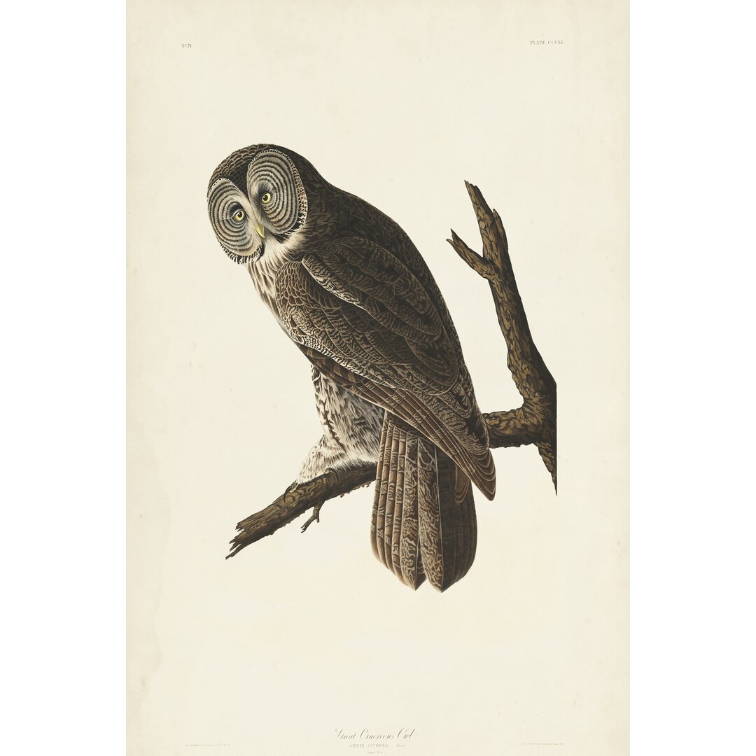 Leinwandbild Pl 351 Great Cinereous Owl von John Audubon