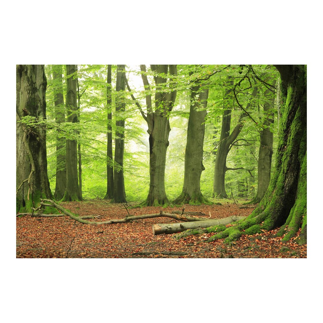 Matte Fototapete Mighty Beech Trees 1,9 m x 288 cm