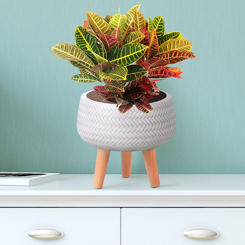 Concrete Effect Bowl Planter on Hardwood Legs, Round Indoor Plant Pot Stand for Indoor Plants, Shallow Planter with Plaited Pattern
