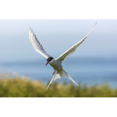 " Arctic Tern " by Dodge65